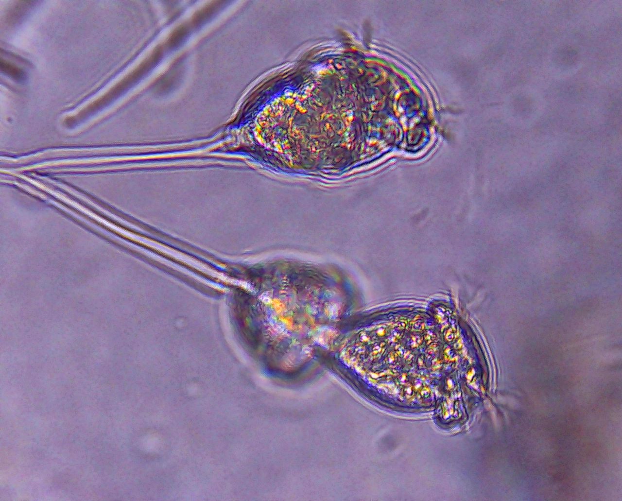 L�unione fa la forza: la vita coloniale di microscopici organismi marini